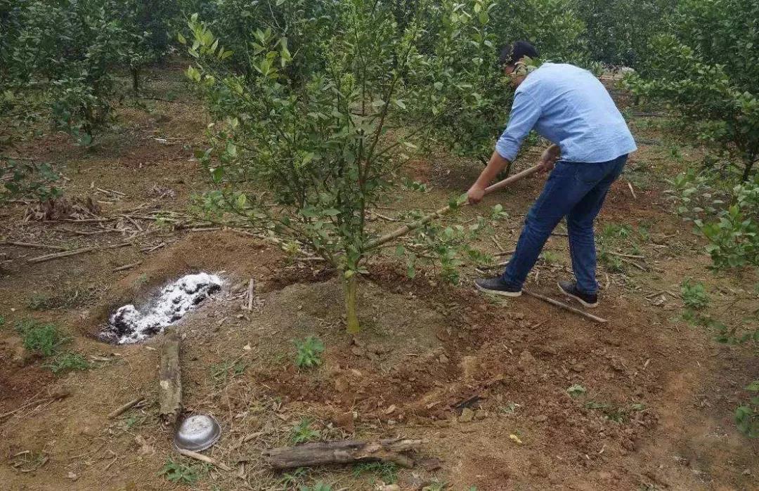 太原园林养护为您介绍秋植苗木的春季如何养护？