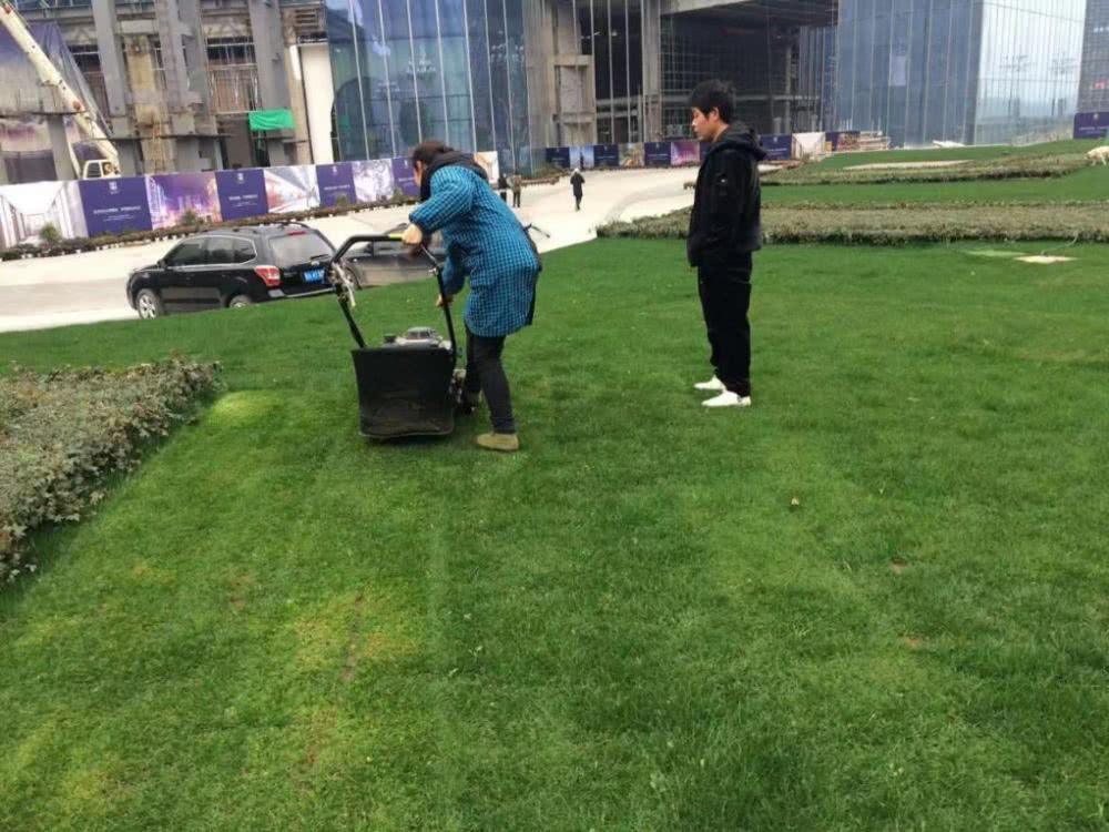 太原草坪病虫害防治的注意事项