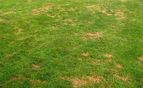 太原草坪病虫害厂家教您夏季如何防止斑枯病？